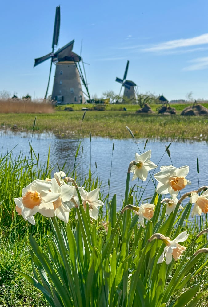 Daffodils and windmills at Kinderdijk